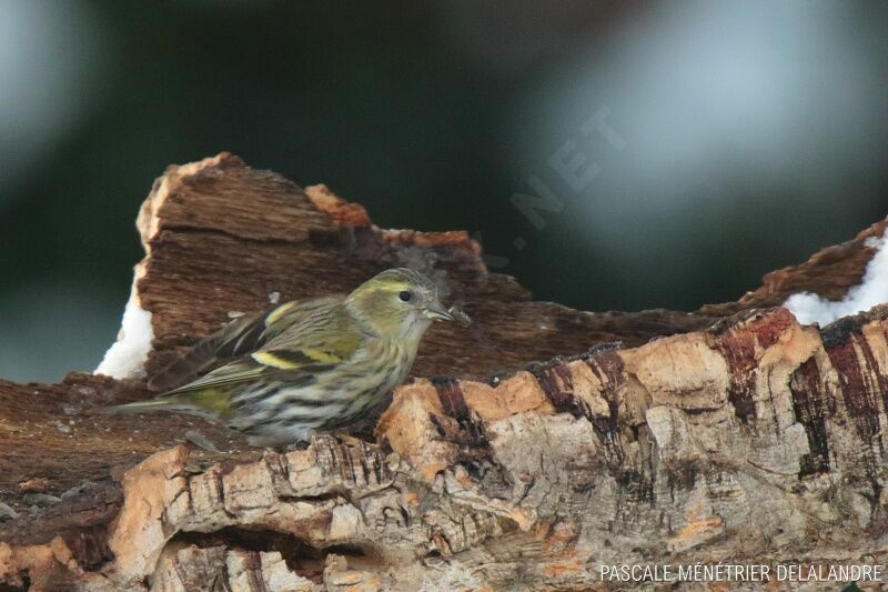 Eurasian Siskin female adult