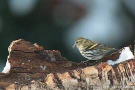 Eurasian Siskin