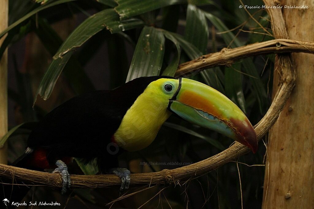 Toucan à carène