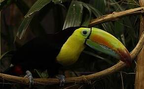 Keel-billed Toucan