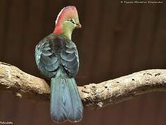 Fischer's Turaco