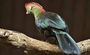 Fischer's Turaco