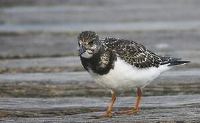 Ruddy Turnstone