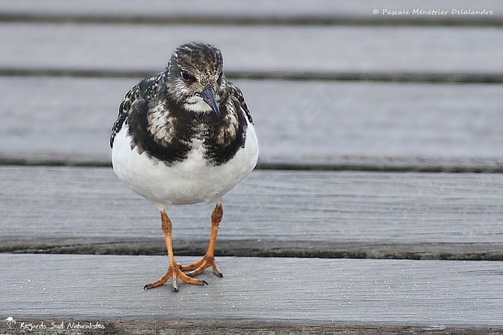 Ruddy Turnstone