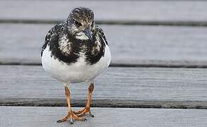 Ruddy Turnstone