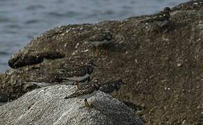 Ruddy Turnstone