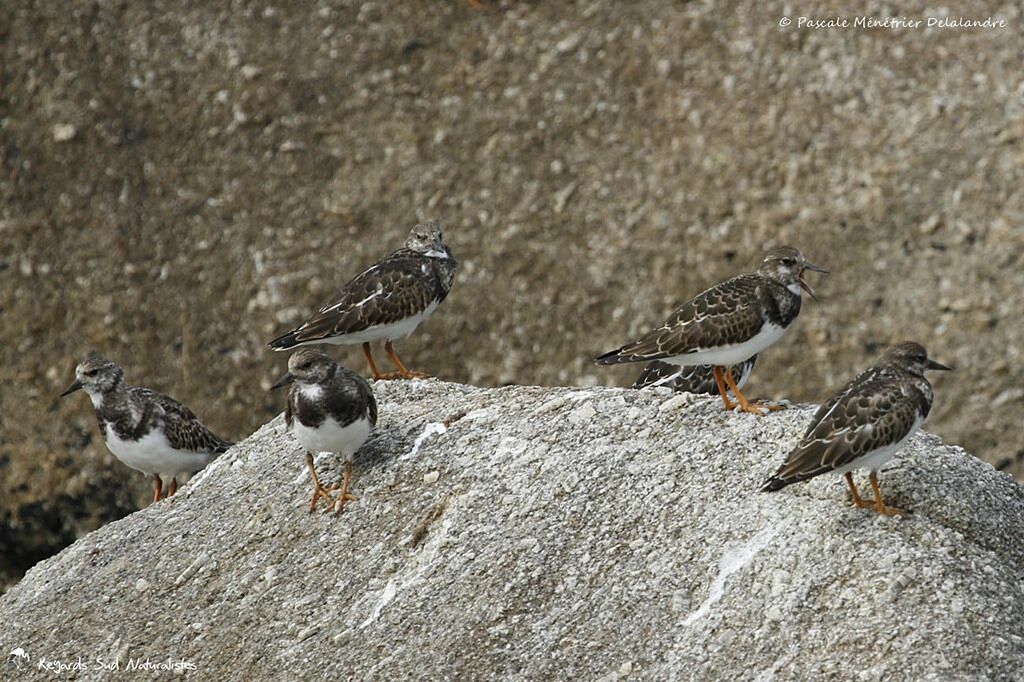 Ruddy Turnstone