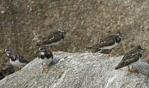 Ruddy Turnstone