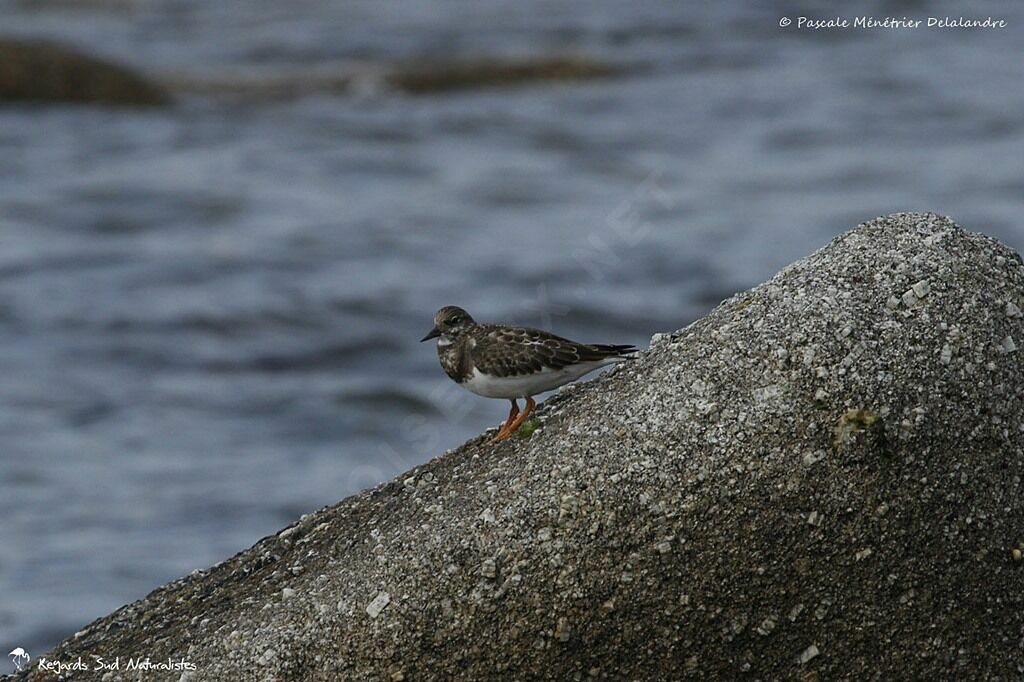 Ruddy Turnstone