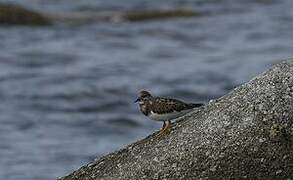 Ruddy Turnstone