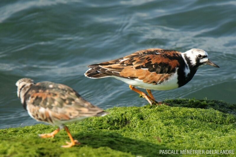 Ruddy Turnstone