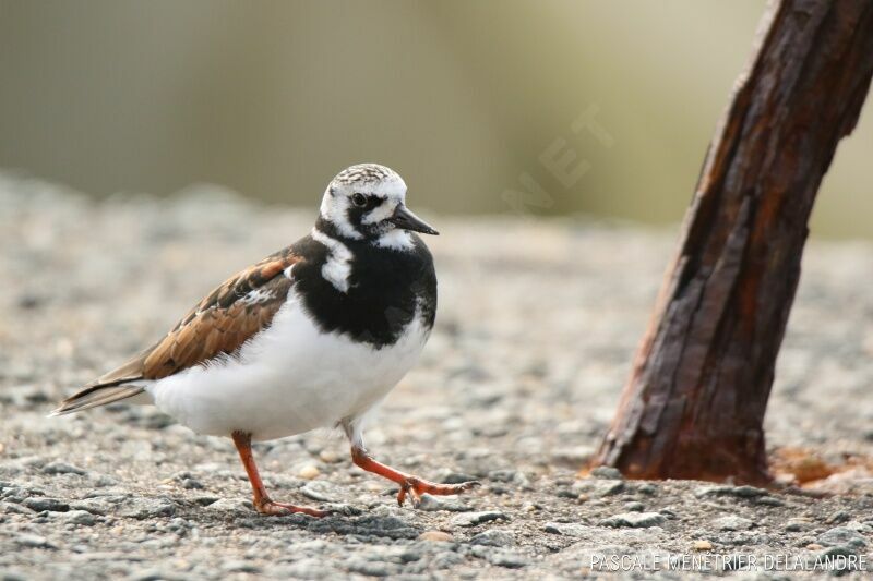 Ruddy Turnstone