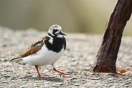 Ruddy Turnstone