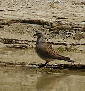 European Turtle Dove