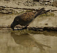 European Turtle Dove