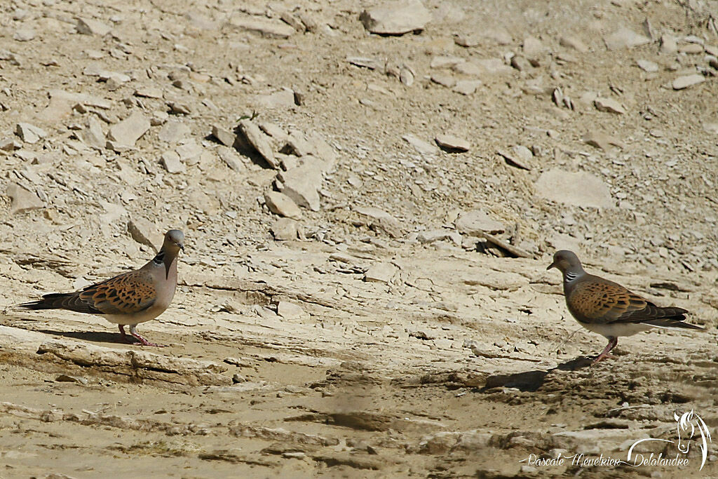 European Turtle Dove