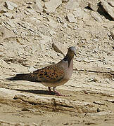 European Turtle Dove