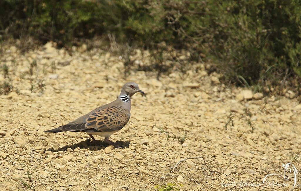 European Turtle Dove