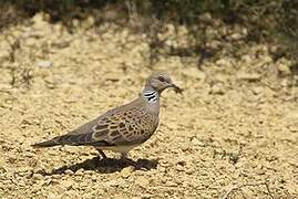 European Turtle Dove