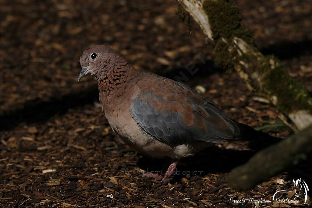 Laughing Dove