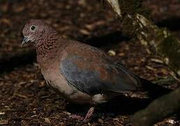 Laughing Dove