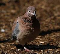 Laughing Dove