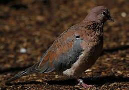 Laughing Dove