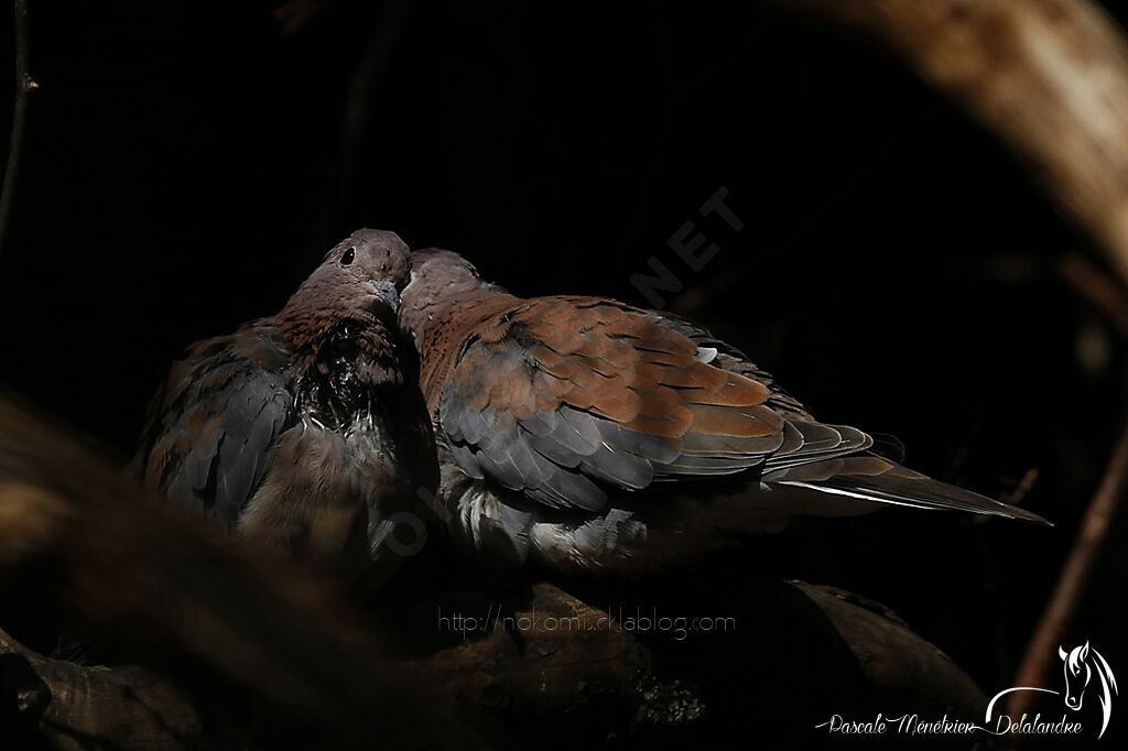 Laughing Dove