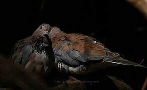 Laughing Dove