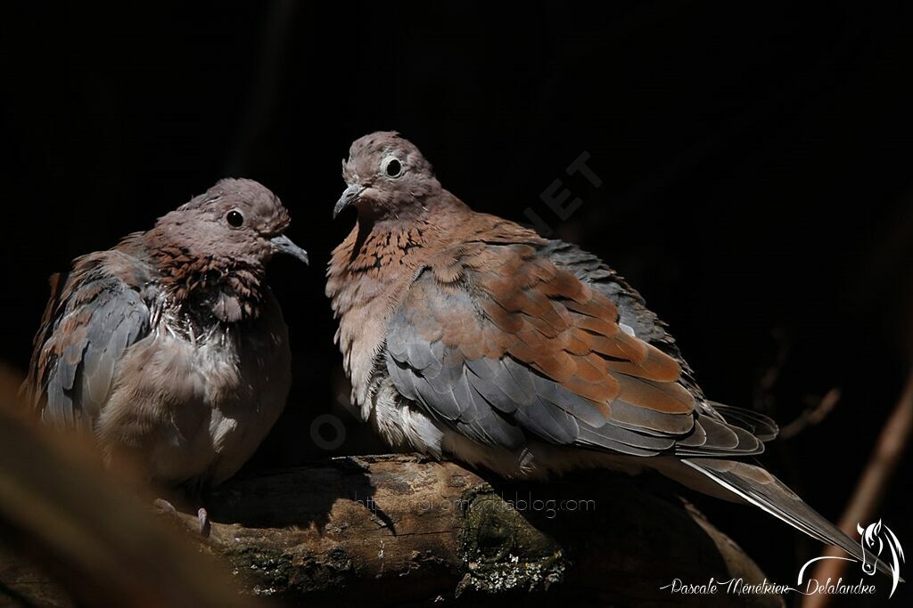 Laughing Dove