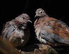 Laughing Dove