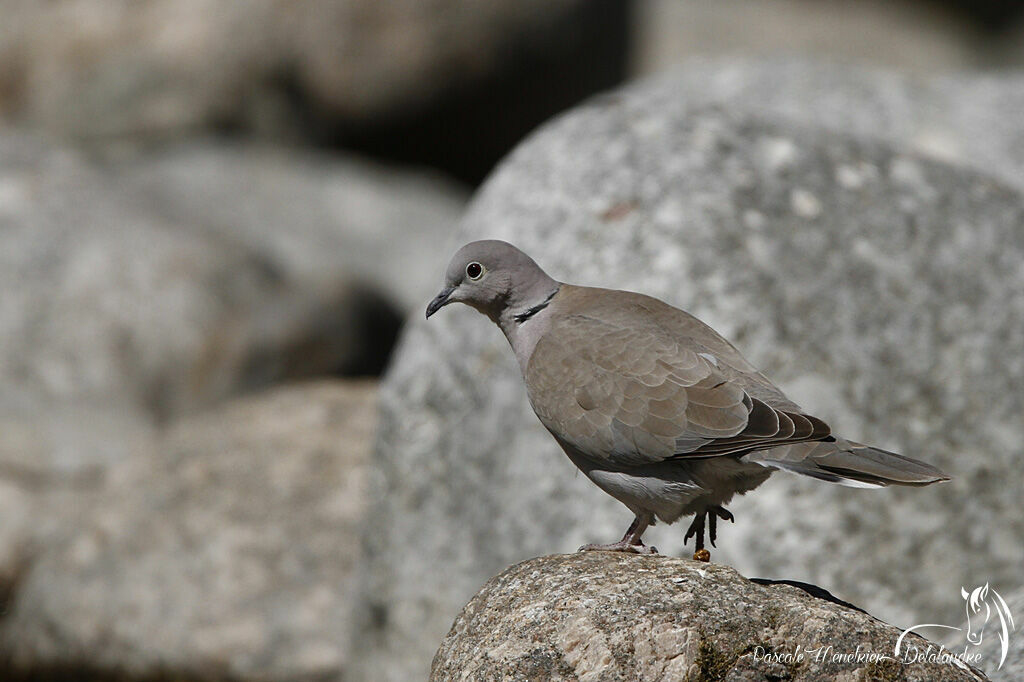 Eurasian Collared Dove