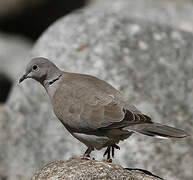 Eurasian Collared Dove