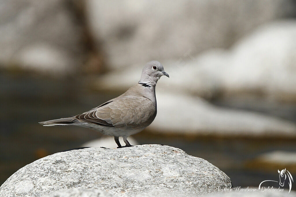 Eurasian Collared Dove