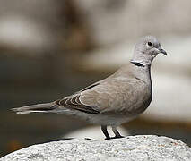 Eurasian Collared Dove