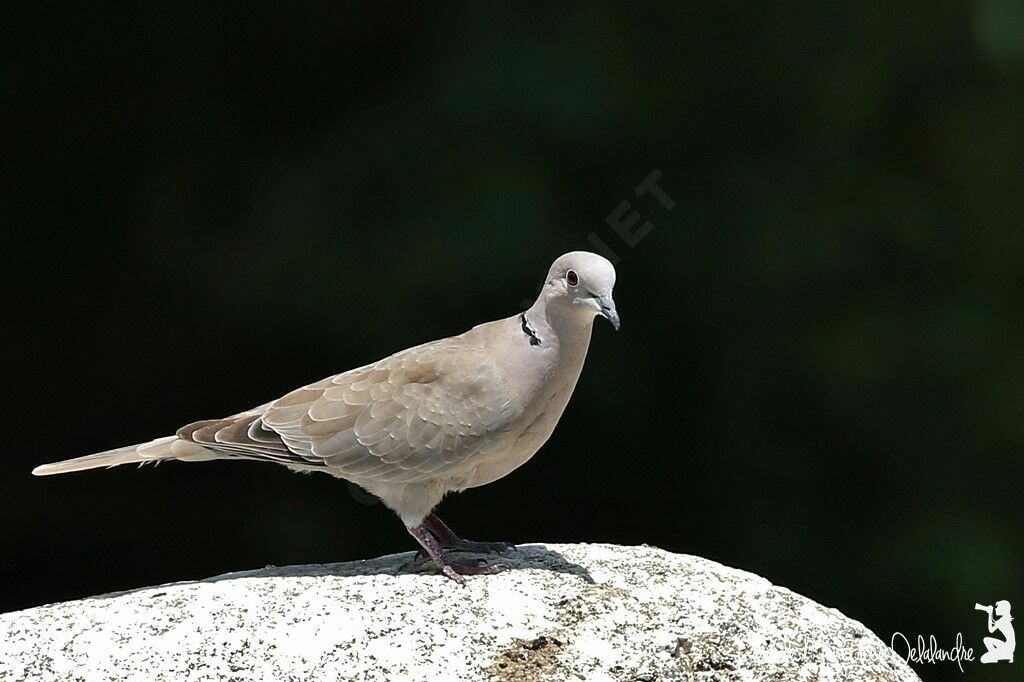 Eurasian Collared Dove