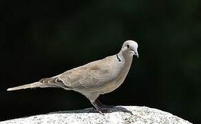 Eurasian Collared Dove