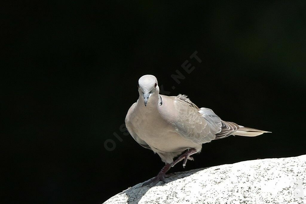 Eurasian Collared Dove