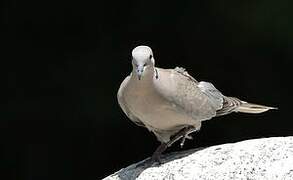 Eurasian Collared Dove