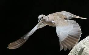 Eurasian Collared Dove