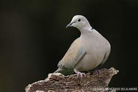 Eurasian Collared Dove