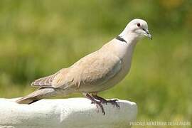 Eurasian Collared Dove