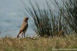 Northern Wheatear