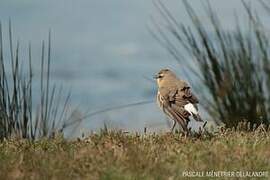 Northern Wheatear