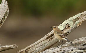 Northern Wheatear