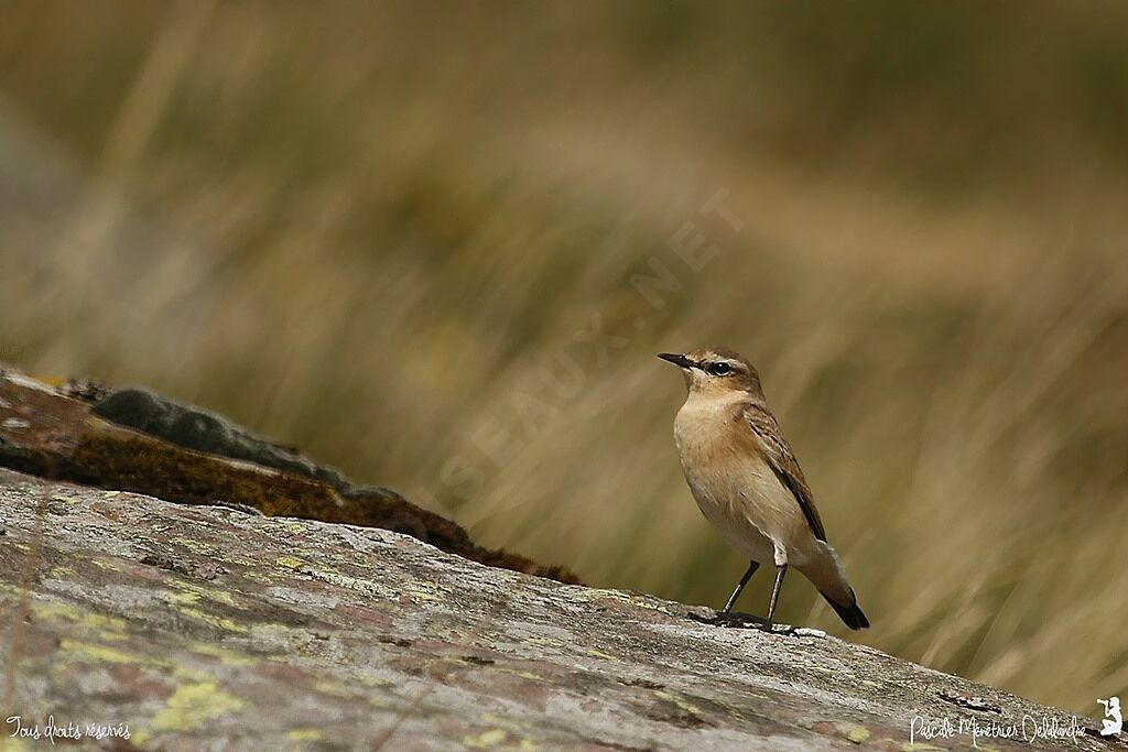 Northern Wheatear