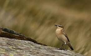 Northern Wheatear