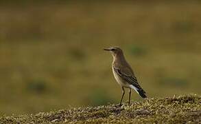 Northern Wheatear