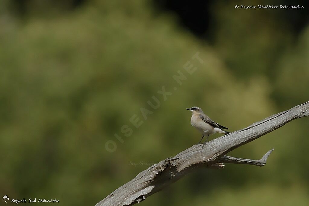 Northern Wheatear