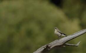 Northern Wheatear